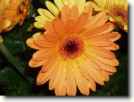 Gerbera