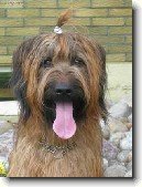 Briard