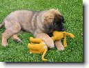 Leonberger