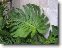 Monstera