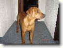 Rhodsk ridgeback, Rhodzsk ridgeback