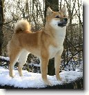 Shiba