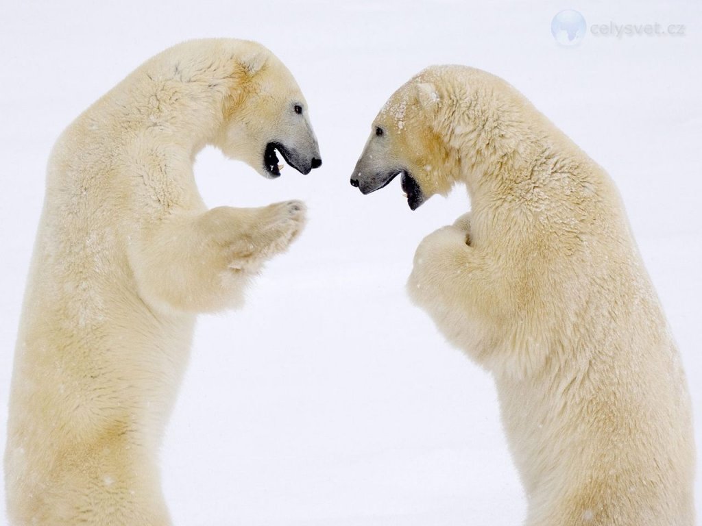 Foto: Male Bears Sparring, Hudson Bay, Manitoba, Canada