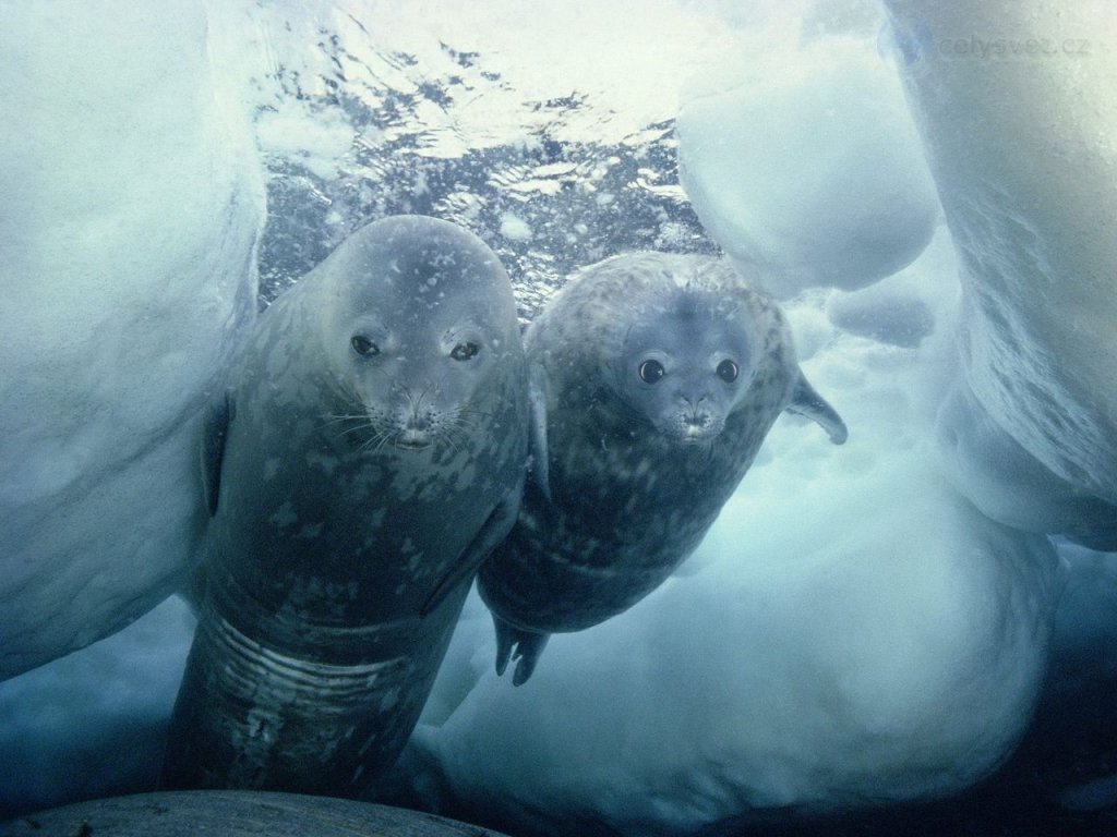 Foto: Weddell Seal And Pup, Antarctica