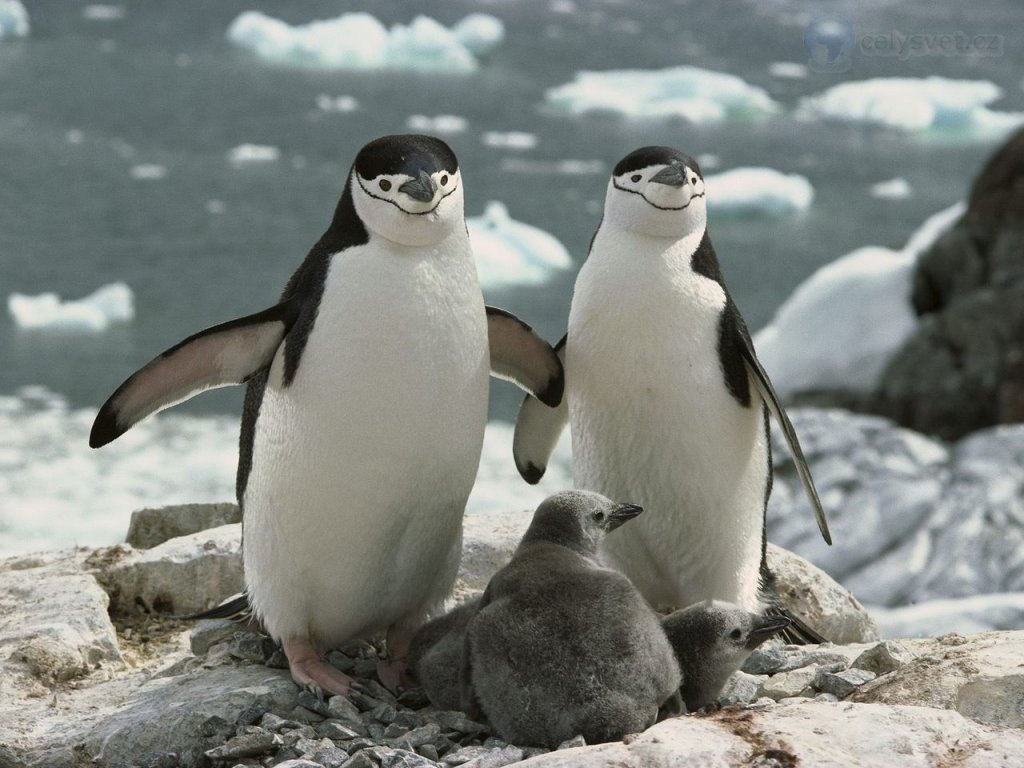 Foto: Chinstrap Penguin Parents And Chicks, Antarctica