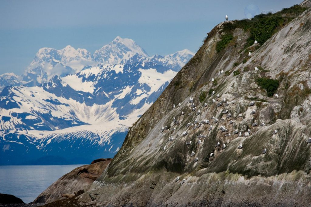 Foto: Black Legged Kittiwake Colony, Marble Island, Glacier Bay National Park, Alaska