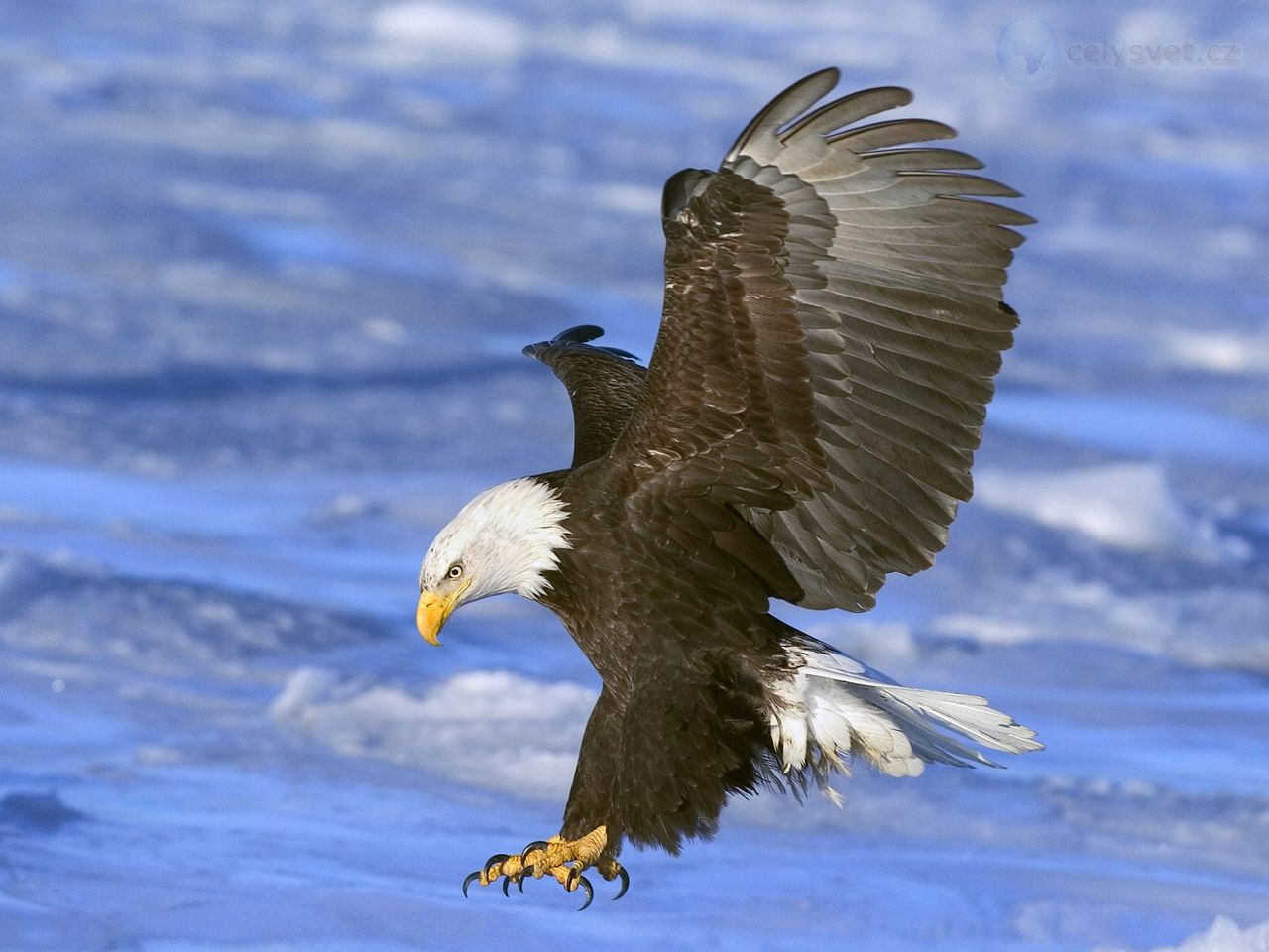 Foto: Bald Eagle In Flight, Alaska