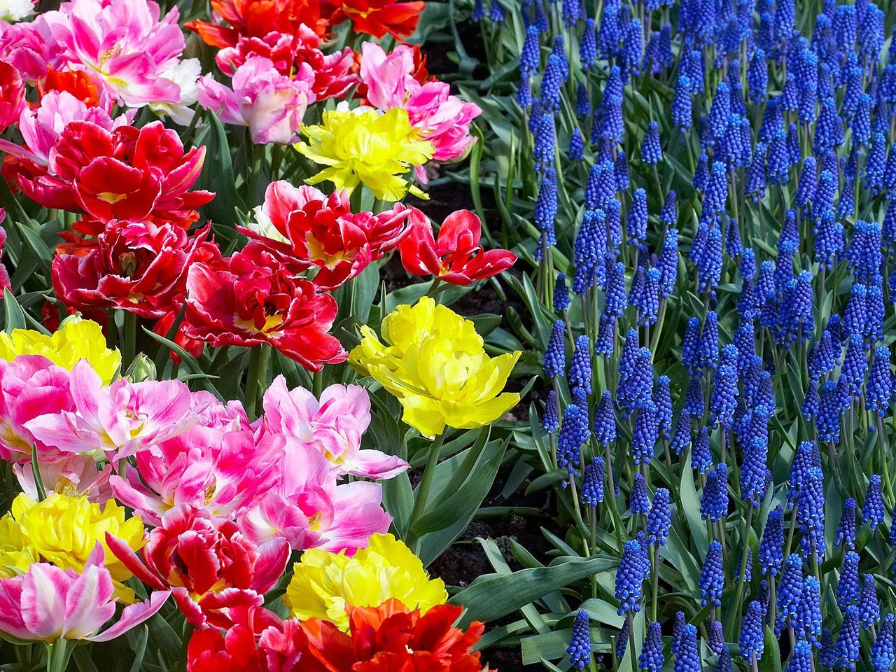 Foto: Colorful Tulips And Grape Hyacinths, Keukenhof Gardens, Lisse, Holland