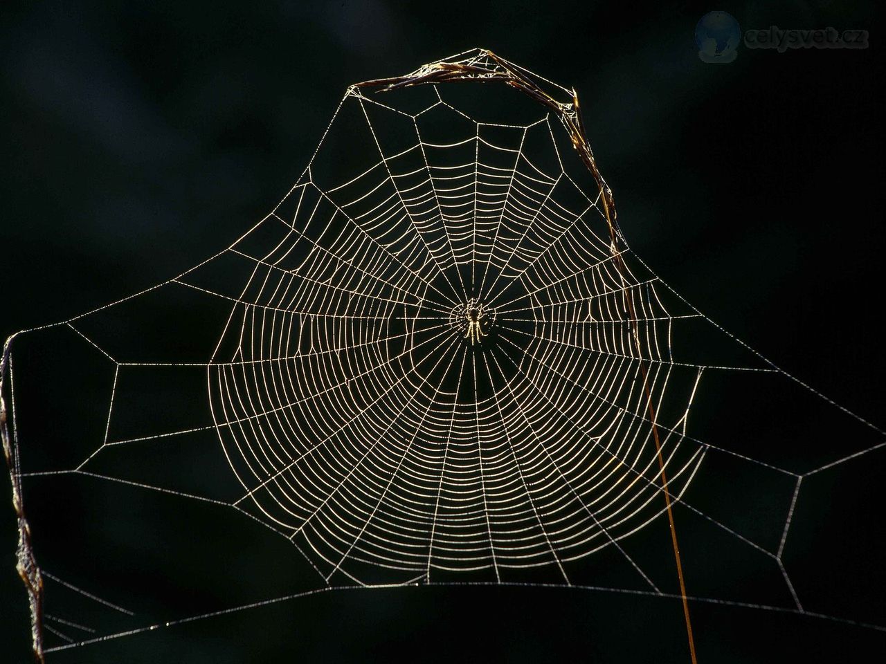 Foto: Delicate Spider Web, Sneznik Forest, Slovenia