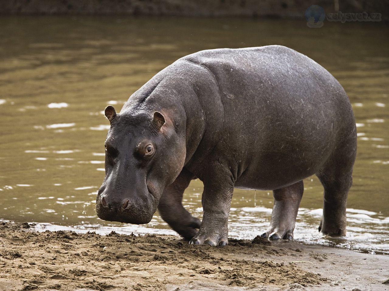 Foto: Hippopotamus, Masai Mara, Kenya