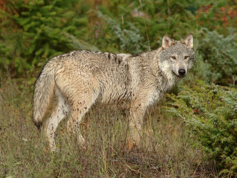 Foto: Wolf In Clearing, Montana