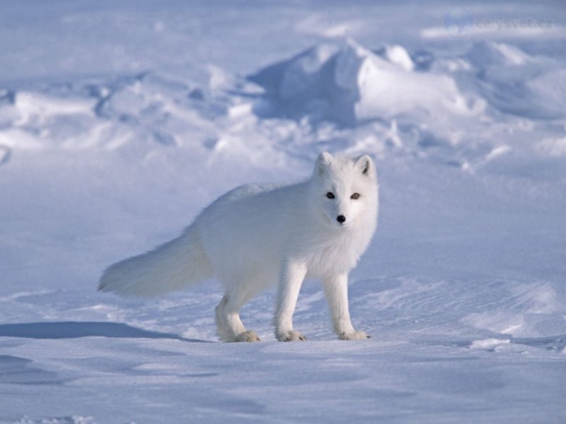 Foto: Arctic Fox On Sea Ice, North Slope Near Arctic Ocean, Alaska