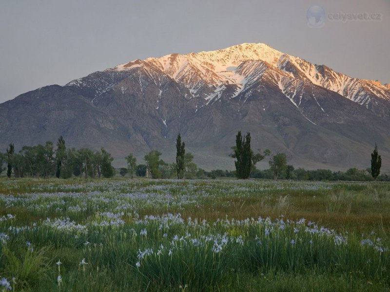 Foto: Wild Iris Meadow, Mount Tom, Eastern Sierra, California