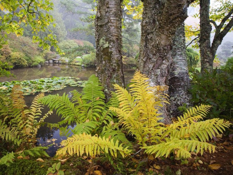 Foto: Asticou Azalea Garden, Northeast Harbor, Maine