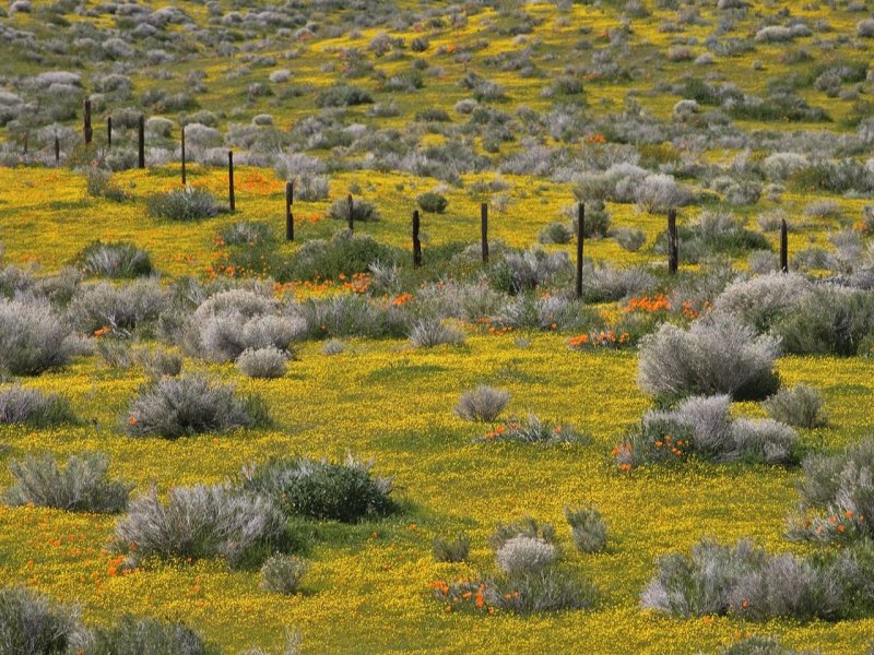 Foto: Goldfields, Lancaster, California