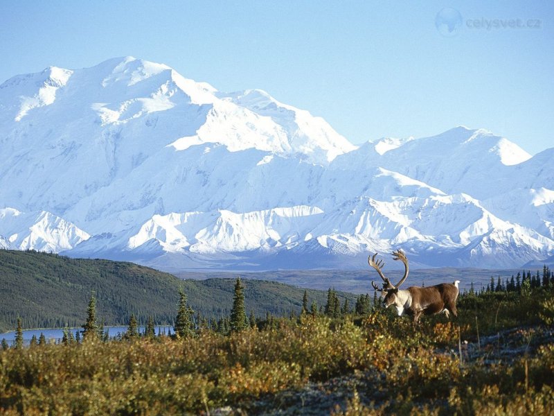 Foto: Caribou And Mount Mckinley, Denali National Park, Alaska