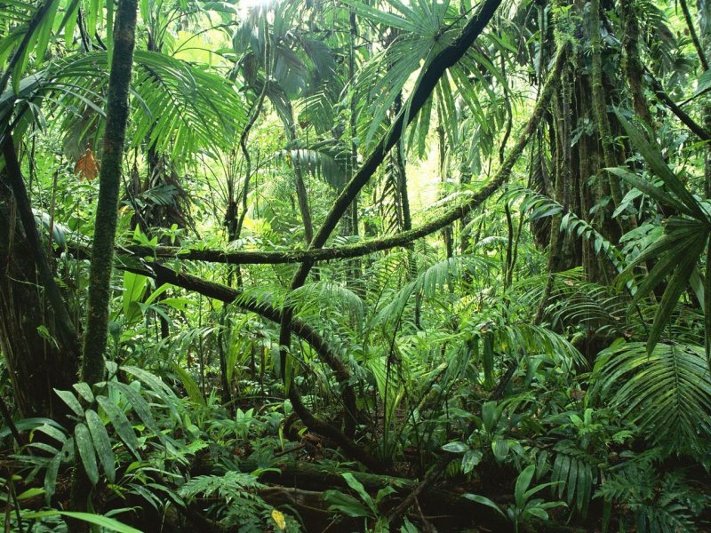 Foto: Lianas In Interior Of Lowland Rainforest, La Selva Biological Station, Costa Rica