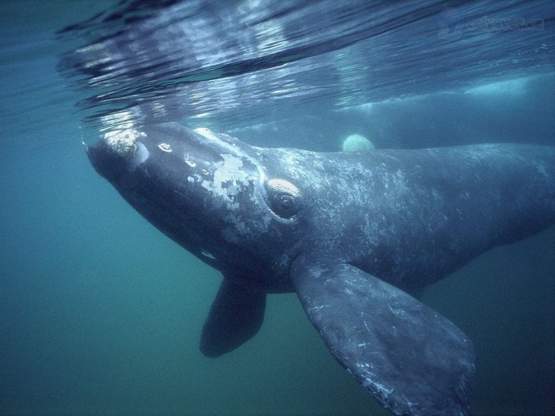 Foto: Southern Right Whale, Gulfo Nuevo, Peninsula Valdes, Argentina